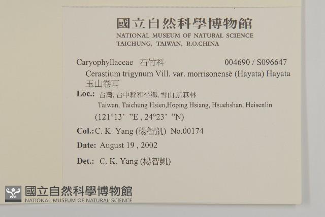 玉山卷耳藏品圖，第2張