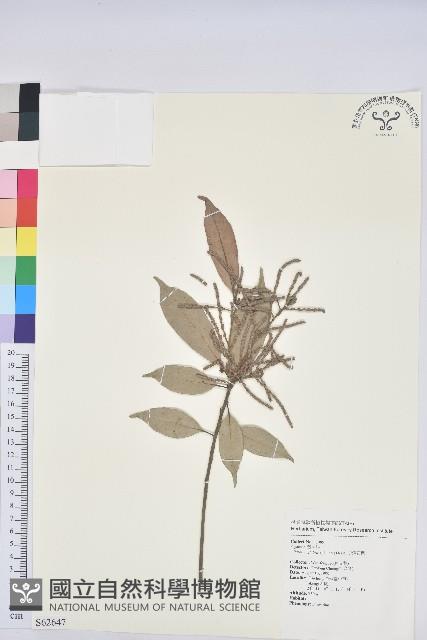 子彈石櫟、柯藏品圖，第1張