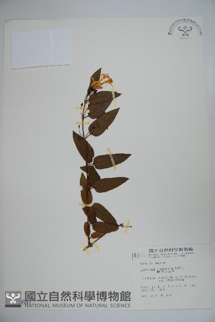 阿里山忍冬、漸尖葉忍冬藏品圖，第1張