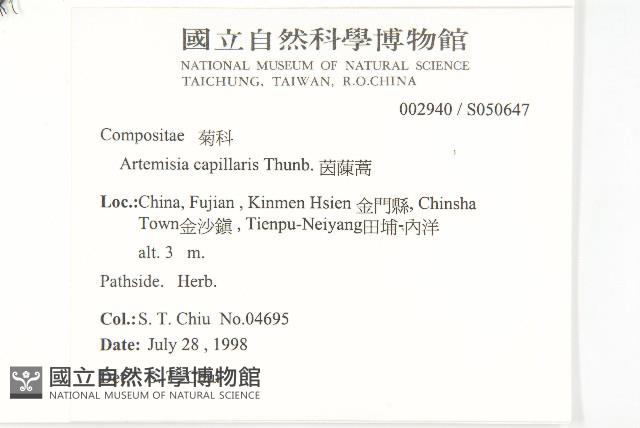 茵蔯蒿藏品圖，第2張