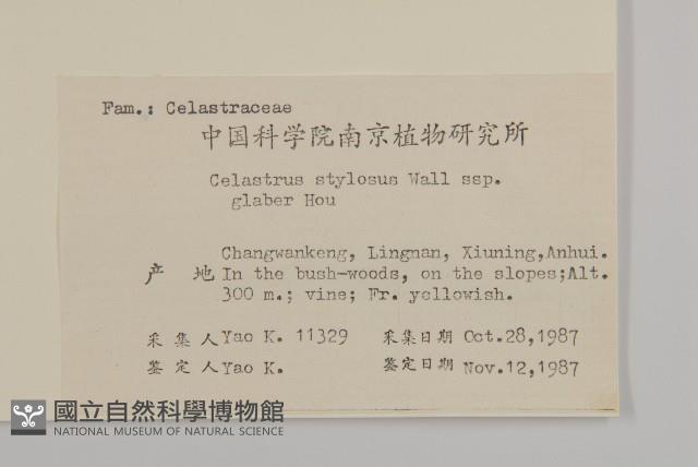 莖花南蛇藤藏品圖，第2張