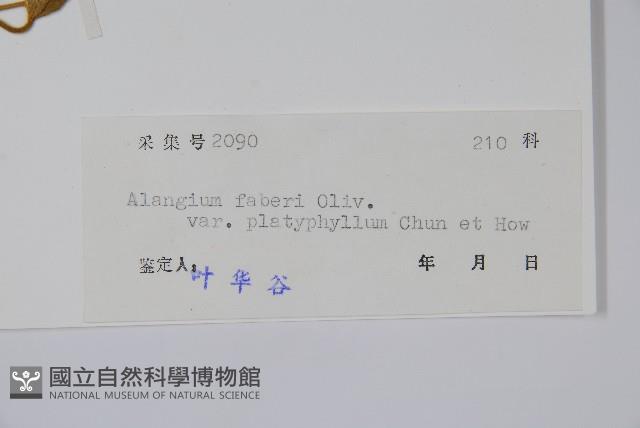 闊葉八角楓藏品圖，第2張