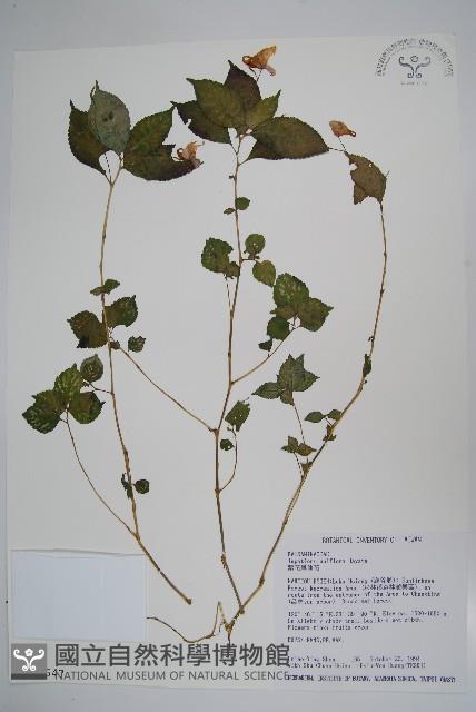 紫花鳳仙花藏品圖，第1張