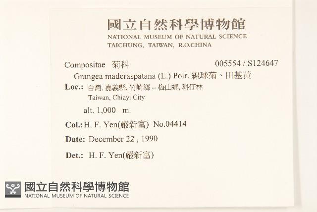 線球菊、田基黃藏品圖，第2張