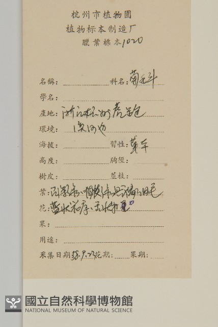 微糙三脈紫菀藏品圖，第2張