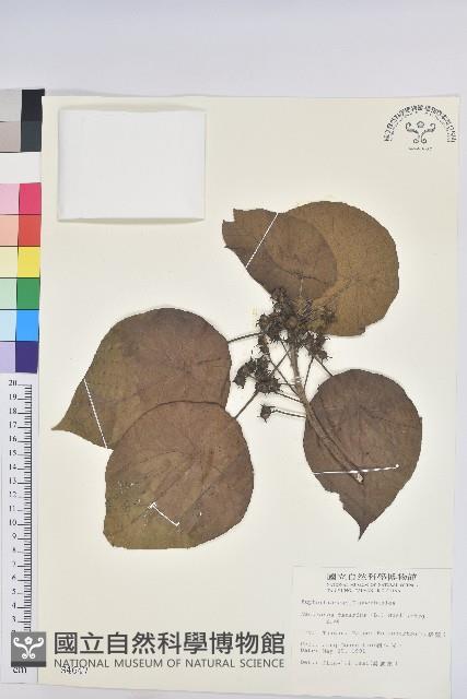 血桐藏品圖，第1張