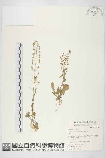 薺藏品圖，第1張