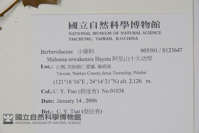 阿里山十大功勞藏品圖，第2張