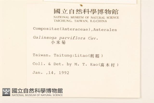 小米菊藏品圖，第2張