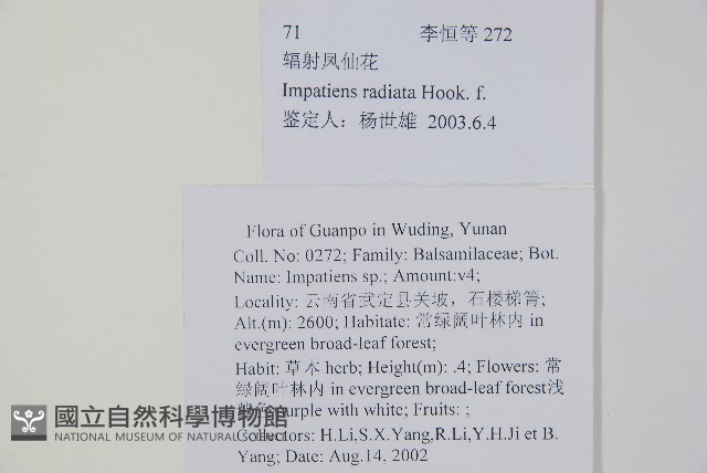 輻射鳳仙花藏品圖，第2張