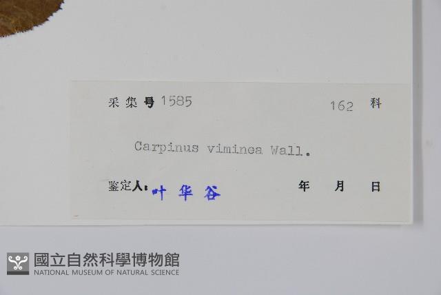 雷公鵝耳櫪藏品圖，第2張