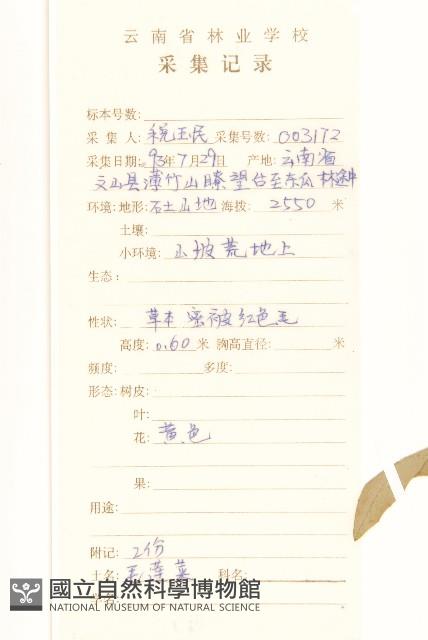 毛蓮菜藏品圖，第2張