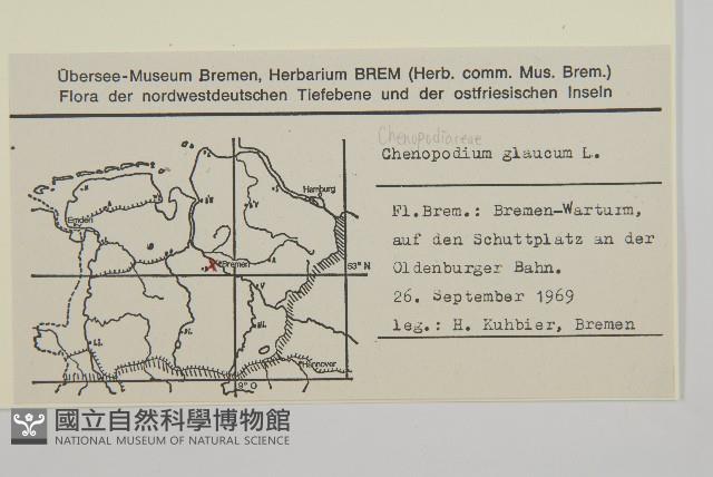 灰綠藜藏品圖，第2張