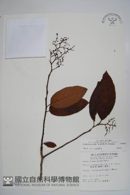 厚殼樹藏品圖，第1張