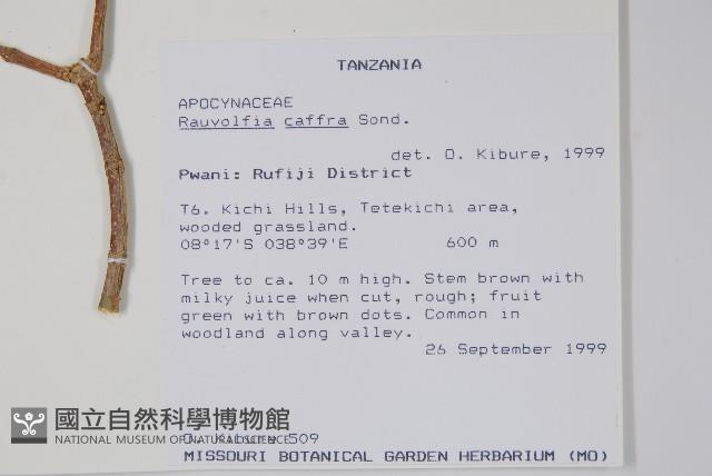 非洲奎寧樹藏品圖，第2張