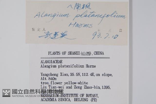 八角楓、瓜木藏品圖，第2張