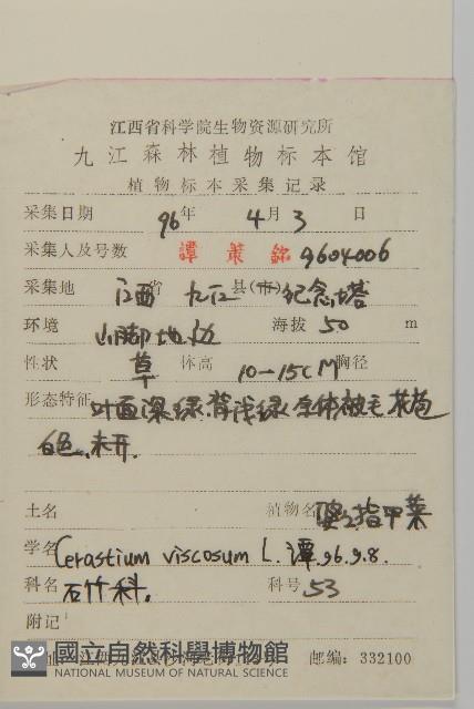 婆婆指甲菜藏品圖，第2張