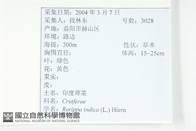 葶藶藏品圖，第2張