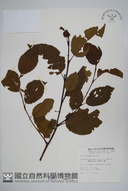 臺灣赤楊、臺灣榿木藏品圖，第1張