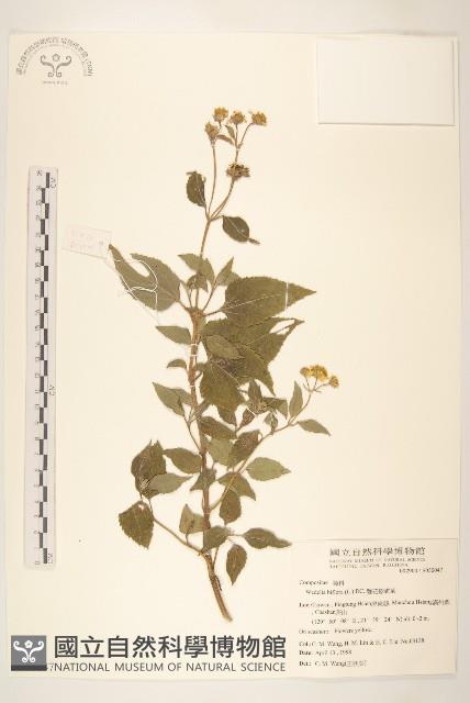 雙花蟛蜞菊藏品圖，第1張