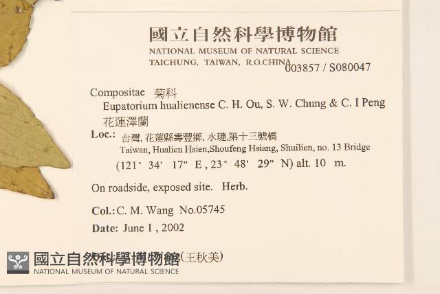 花蓮澤蘭藏品圖，第2張