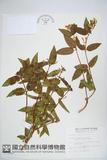 阿里山忍冬、漸尖葉忍冬藏品圖，第1張