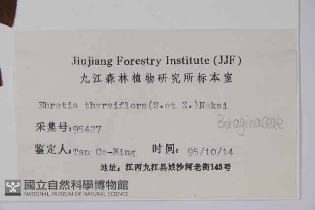 厚殼樹藏品圖，第2張