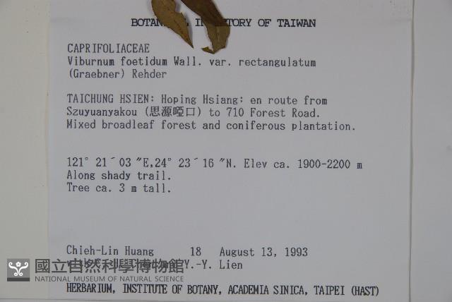 狹葉莢迷藏品圖，第2張