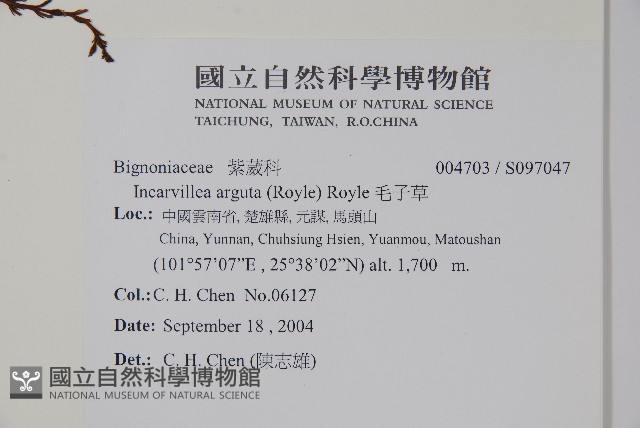 毛子草藏品圖，第2張