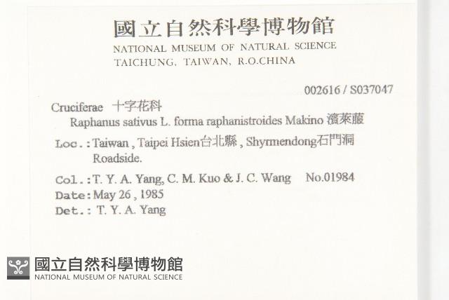 濱萊菔藏品圖，第2張