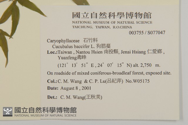 狗筋蔓藏品圖，第2張