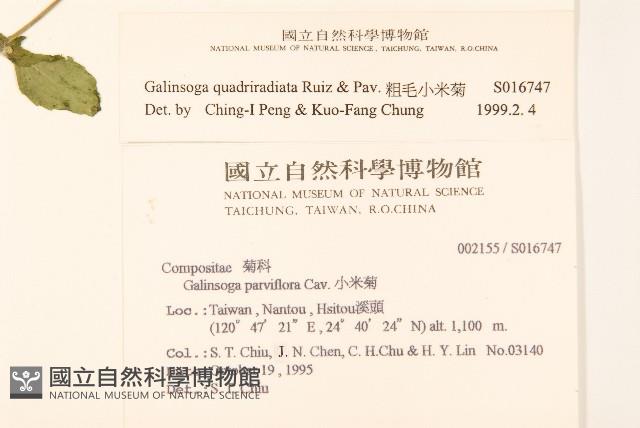 粗毛小米菊藏品圖，第2張