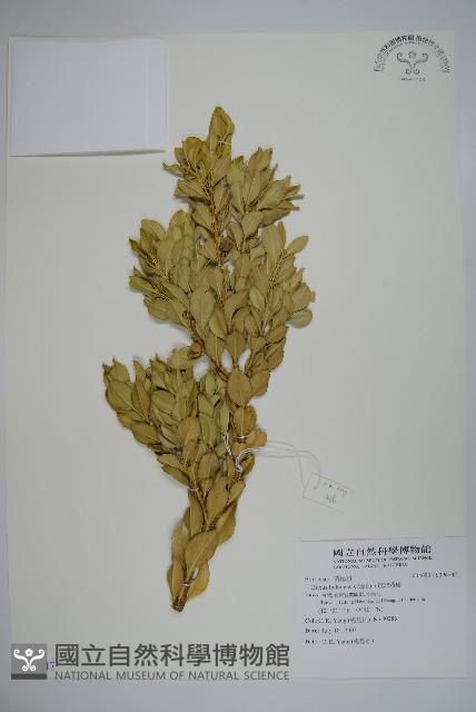 琉球黃楊藏品圖，第1張