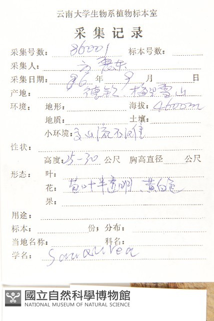 苞葉風毛菊藏品圖，第2張