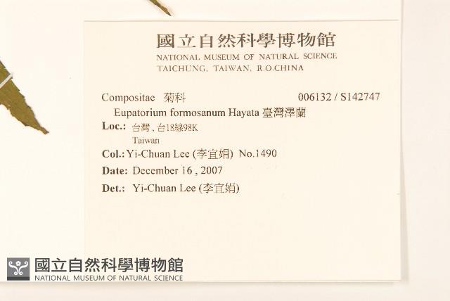 臺灣澤蘭藏品圖，第2張