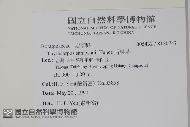 盾果草藏品圖，第2張