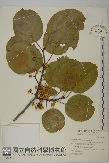 大葉南蛇藤藏品圖，第1張