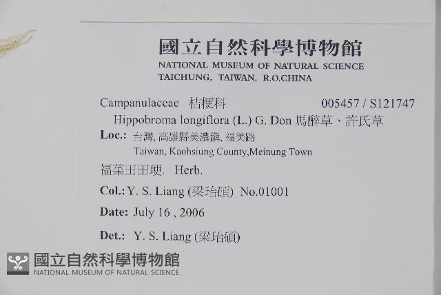 馬醉草、許氏草藏品圖，第2張