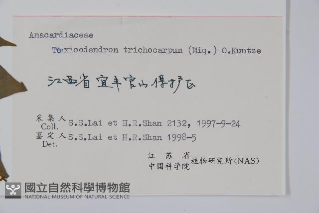 毛漆樹藏品圖，第2張