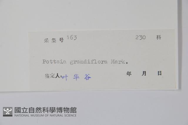 大花帘子藤藏品圖，第2張