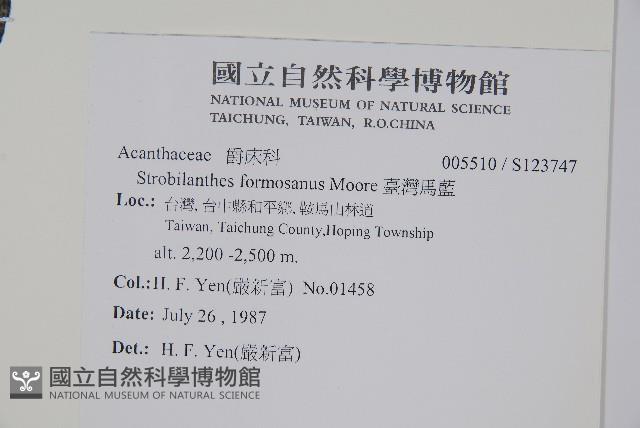 臺灣馬藍藏品圖，第2張