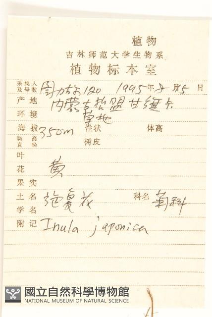 旋覆花藏品圖，第2張