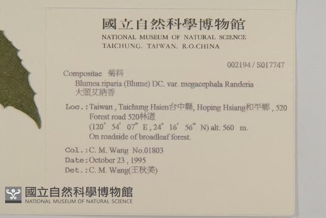 大頭艾納香藏品圖，第2張