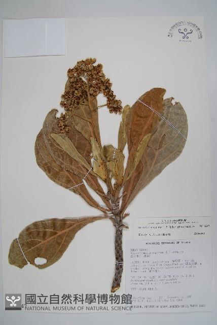 白水木藏品圖，第1張