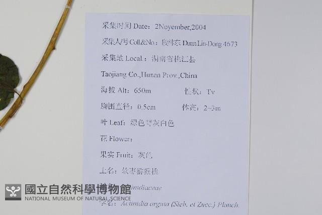 軟棗獼猴桃藏品圖，第2張