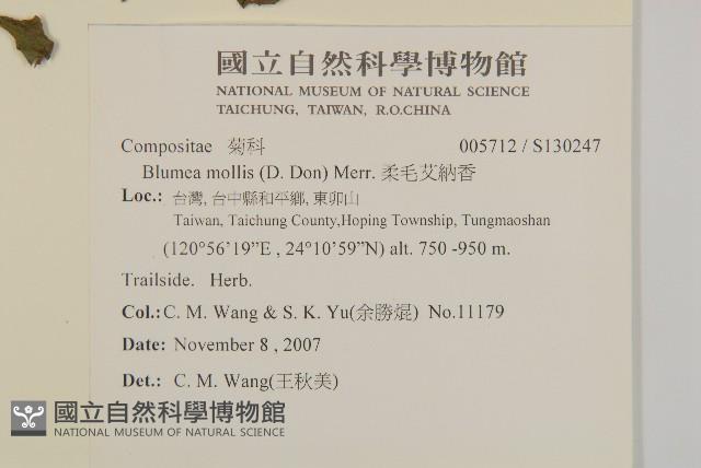 柔毛艾納香藏品圖，第2張