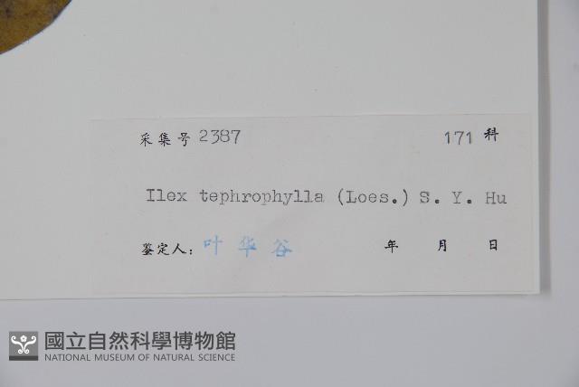 灰葉冬青藏品圖，第2張