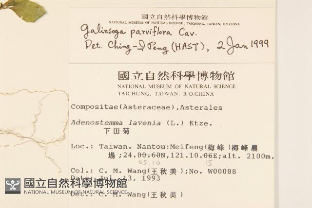 小米菊藏品圖，第2張