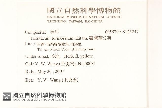 臺灣蒲公英藏品圖，第2張
