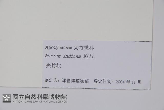 夾竹桃藏品圖，第2張